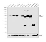 CBS Antibody in Western Blot (WB)