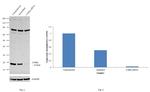 Cofilin Antibody in Western Blot (WB)