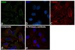 COX4 Antibody in Immunocytochemistry (ICC/IF)