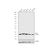 COX4 Antibody in Western Blot (WB)