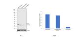 COX4 Antibody in Western Blot (WB)