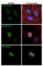 NuMA Antibody