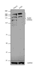 NuMA Antibody in Western Blot (WB)