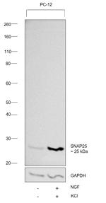 SNAP25 Antibody in Western Blot (WB)