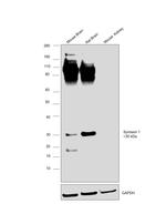 Syntaxin 1 Antibody