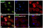 S100A8 Antibody