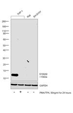 S100A9 Antibody in Western Blot (WB)