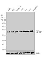 PP2A alpha Antibody in Western Blot (WB)