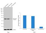 PP2A alpha Antibody in Western Blot (WB)