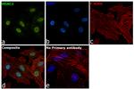 HDAC2 Antibody in Immunocytochemistry (ICC/IF)