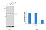 HDAC2 Antibody