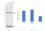 HDAC1 Antibody