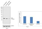 Emerin Antibody