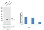 Emerin Antibody in Western Blot (WB)