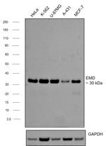 Emerin Antibody in Western Blot (WB)