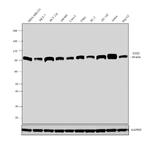 EZH2 Antibody in Western Blot (WB)