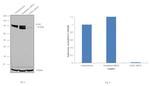 EZH2 Antibody in Western Blot (WB)