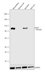 GluR1 Antibody in Western Blot (WB)