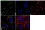 LAMP1 Antibody in Immunocytochemistry (ICC/IF)