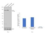 Dynactin 1 Antibody in Western Blot (WB)