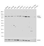 HSPA4 Antibody in Western Blot (WB)