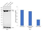 HSPA4 Antibody