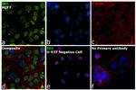 ID1 Antibody in Immunocytochemistry (ICC/IF)