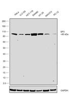 SP3 Antibody in Western Blot (WB)