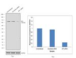 SP3 Antibody in Western Blot (WB)