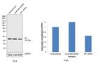 HP1 beta Antibody in Western Blot (WB)