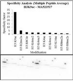 H3K9ac Antibody