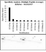 H3K9ac Antibody in Peptide array (Array)