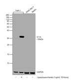 IL-1 beta Antibody in Western Blot (WB)