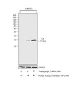 IL-8 (CXCL8) Antibody in Western Blot (WB)