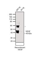 VEGF Antibody in Western Blot (WB)