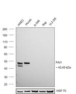 PAI1 Antibody in Western Blot (WB)