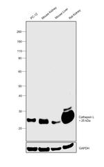 Cathepsin L Antibody in Western Blot (WB)