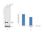 Cathepsin L Antibody in Western Blot (WB)