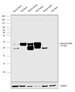 Calbindin D28K Antibody