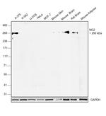 NG2 Antibody