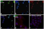 NG2 Antibody in Immunocytochemistry (ICC/IF)