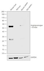 Angiotensinogen Antibody