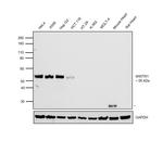 WWTR1 Antibody in Western Blot (WB)