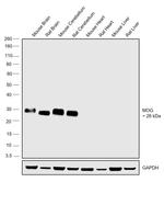 MOG Antibody in Western Blot (WB)