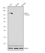 Laminin gamma-2 Antibody in Western Blot (WB)