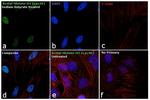 H3K36ac Antibody in Immunocytochemistry (ICC/IF)