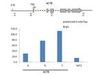 H3K79ac Antibody