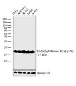 H3K79me3 Antibody in Western Blot (WB)