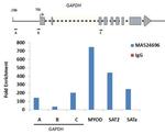 Histone Macro-H2A.1 Antibody