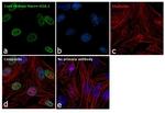 Histone Macro-H2A.1 Antibody in Immunocytochemistry (ICC/IF)